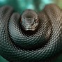 Image result for Black Mamba Art