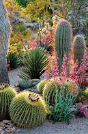 Image result for Succulent Plants in Desert