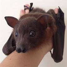 Image result for Baby Bat Wings