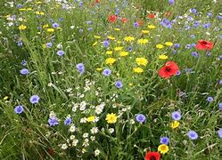 Image result for Southern Wildflowers