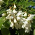 Image result for robinia