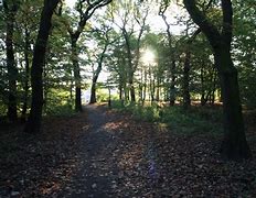 Image result for Cut Wood Rishton