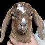 Image result for Goat Farm