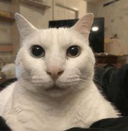 Image result for White Cat Staring Meme