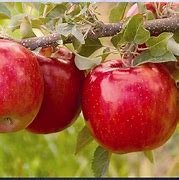 Image result for Fuji Apple Philippines