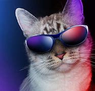 Image result for Cool Animals with Glasses