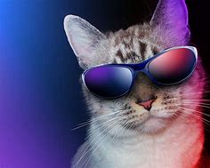 Image result for Cool Cat Profile Sunglass