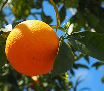 Image result for Green Orange Fruit Image JPEG Download