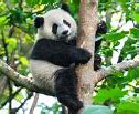 Image result for panda surprise