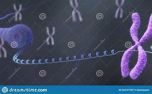 Image result for DNA Genes Chromosomes and Nucleus