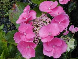 Image result for Hydrangea macrophylla Zaunkoenig