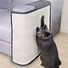 Image result for Cat Scratch Couch Meme