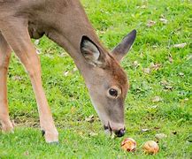 Image result for Deer Eating Apples