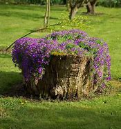 Image result for Tree Stump Flower Garden