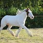Image result for All White Horse Breeds