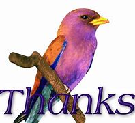 Image result for Thank You Bird Meme