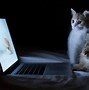 Image result for 2 Cat Images