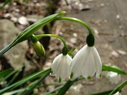 Image result for Galanthus Moyas Green