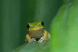 Image result for Daintree Tree Frogs