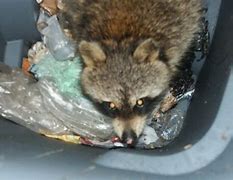 Image result for Raccoon Eating Banana Meme