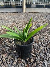 Image result for Agapanthus Snowball