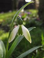 Image result for Galanthus ikariae Emerald Isle