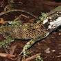 Image result for Lizard That Looks Like a Dragon