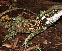 Image result for Small Lizard Species