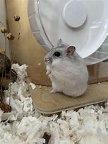 Image result for Chonk Hamsters Memes