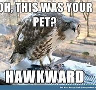 Image result for Pet Bird Meme
