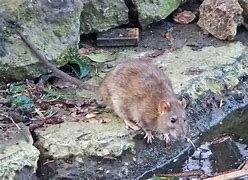 Image result for New York City Sewer Rat