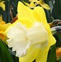 Image result for Narcissus Avalon