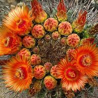 Image result for Beautiful Desert Cactus Flowers