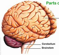 Image result for Human Body Brain Parts