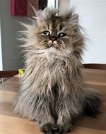 Image result for Bad Hair Day Cat Poster