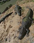 Image result for Crocodile vs Alligator Skin