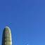 Image result for Giant Saguaro Cactus Arizona