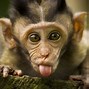 Image result for Monkey 1080X1080