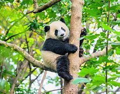 Image result for Panda Species
