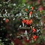 Image result for Pyracantha Plant
