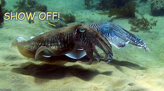 Image result for Cuttlefish Meme