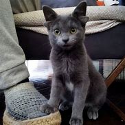 Image result for Kitty with 4 Ears