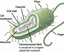 Image result for Prokaryotic Cell Wall