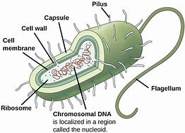 Image result for Prokaryotic Cell DNA