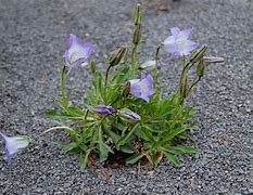 Campanula tridentata ପାଇଁ ପ୍ରତିଛବି ଫଳାଫଳ