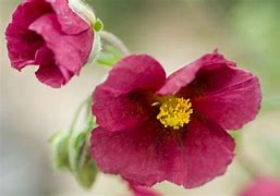 Image result for Helianthemum Hartswood Ruby