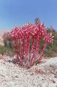 Image result for Mojave Desert Plants List
