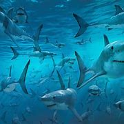 Image result for Awesome Shark Wallpaper