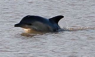 Image result for River Severn Animals