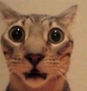 Image result for Shocked Cat Meme Wallpaper
